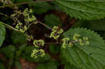 Canadian woodnettle